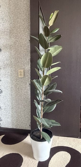 Фикус цветок продам