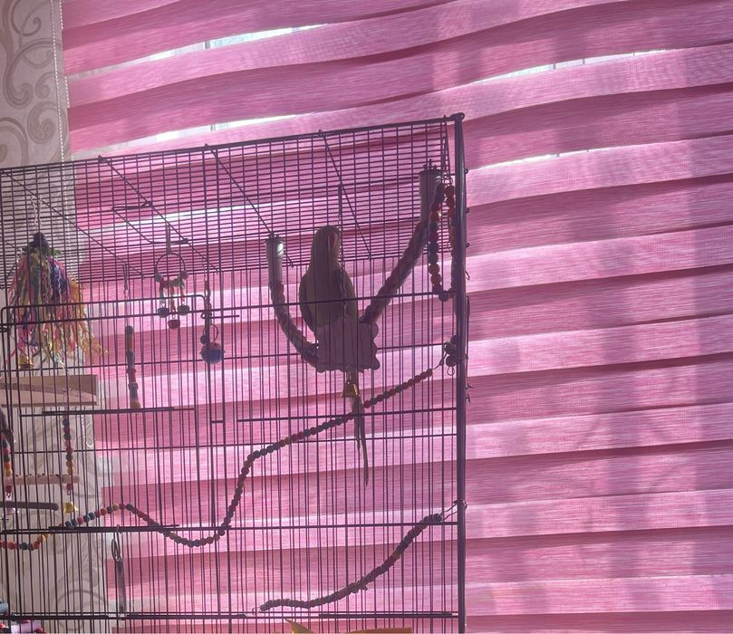 Продам попугая ожереловый самец