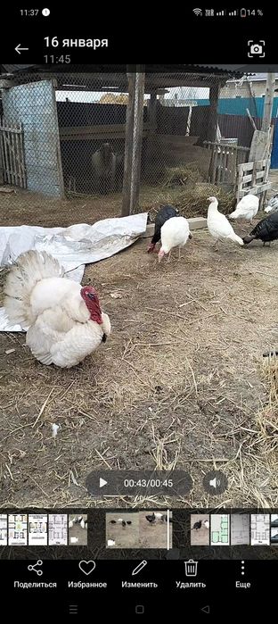 Индюк сатылады тек кораздары