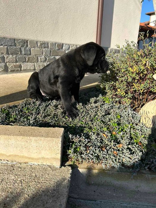 Кане Корсо кученца