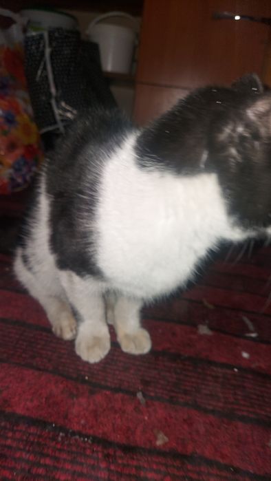 Отдам кота в добрые руки