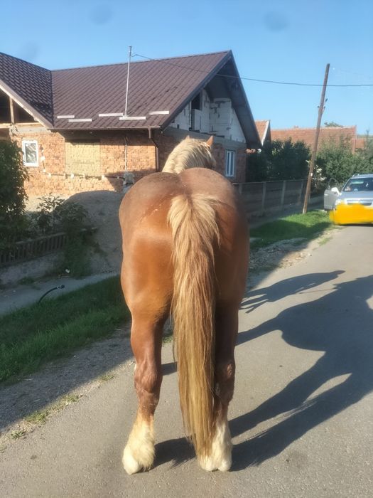 Armăsar de vânzare