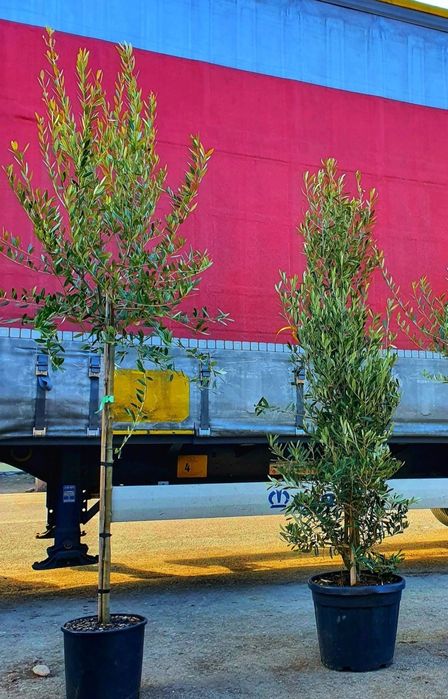 Măslini tufa sau copac transport inclus