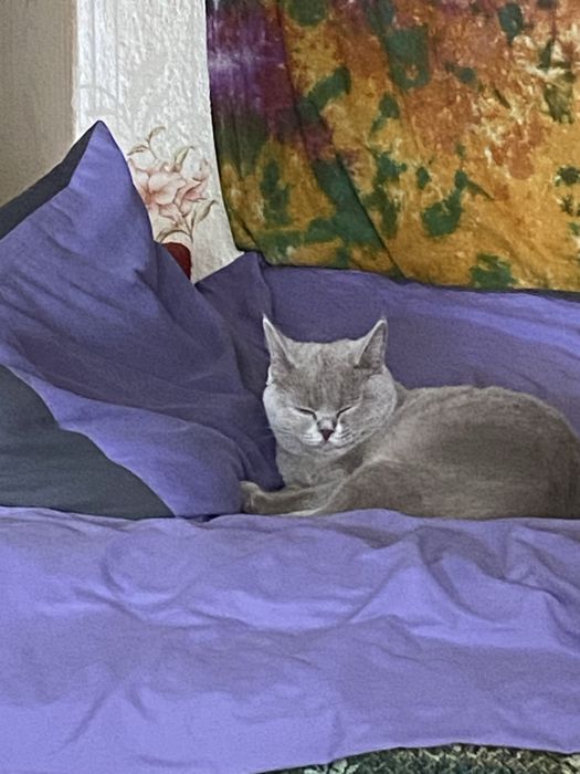 Отдам в добрые руки кошек