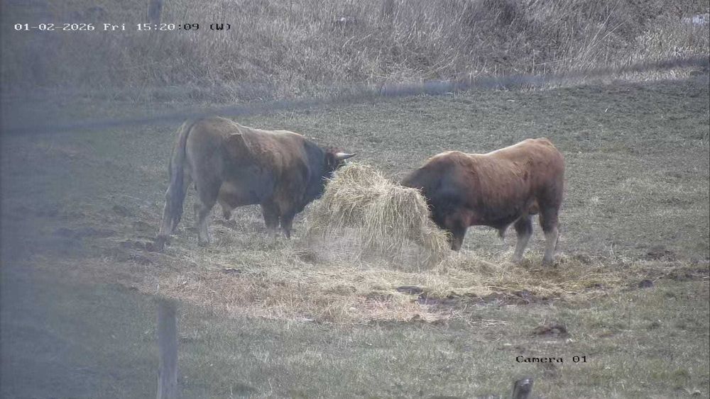 Tauri de Aubrac 2 buc.