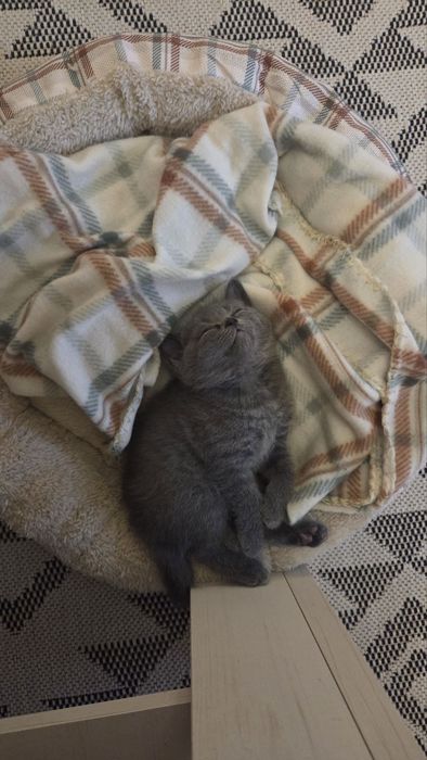 Британски сини късокосмести котета