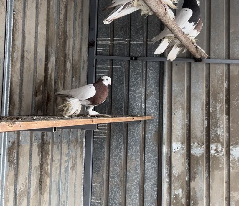 Голуби самка капкан самка