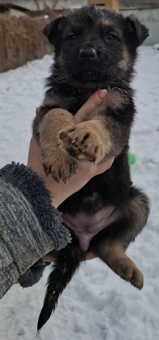 Продам щенков  очарки.