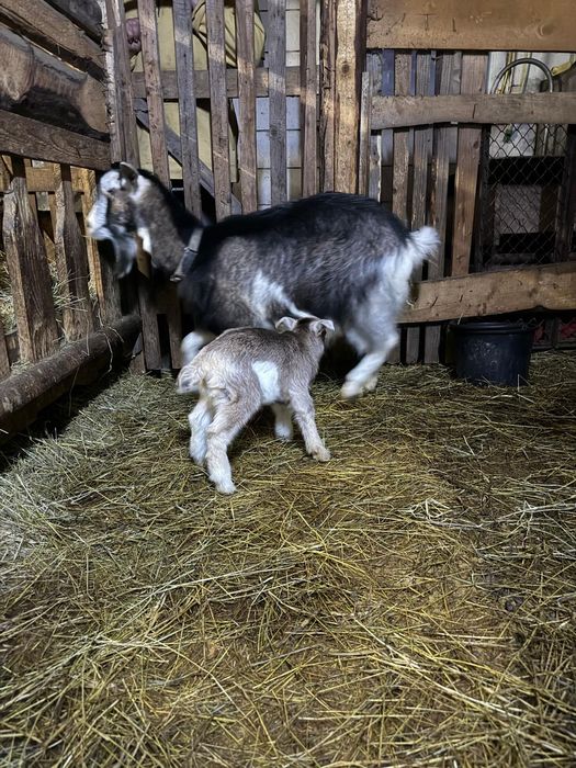 Capre cu iezi din 10.02