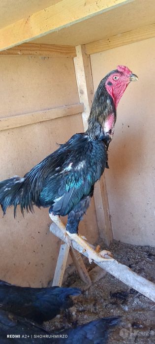 Shamo dakanlari zoʻr xoʻrozlarni oʻldirgan bular