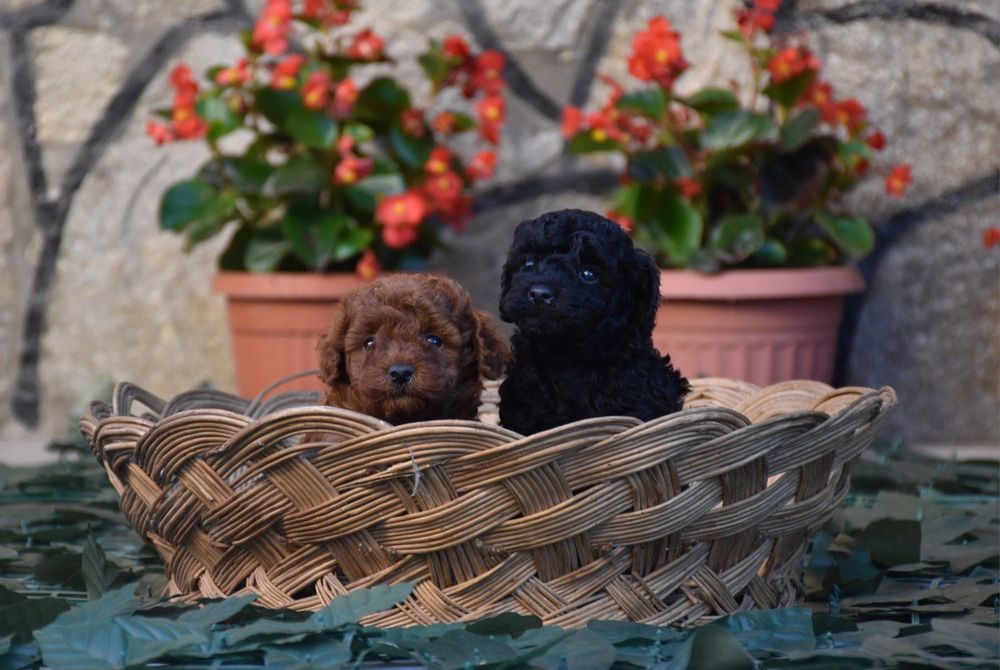 Той пудел (Toy poodle) Пудел Той (Poodle Toy)