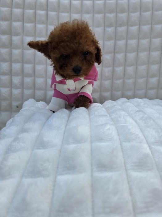 Резервирано!Пудел тийкъп момче с документ за произход