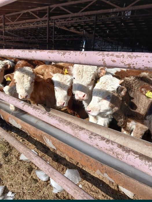 Ақбас падсостар бар