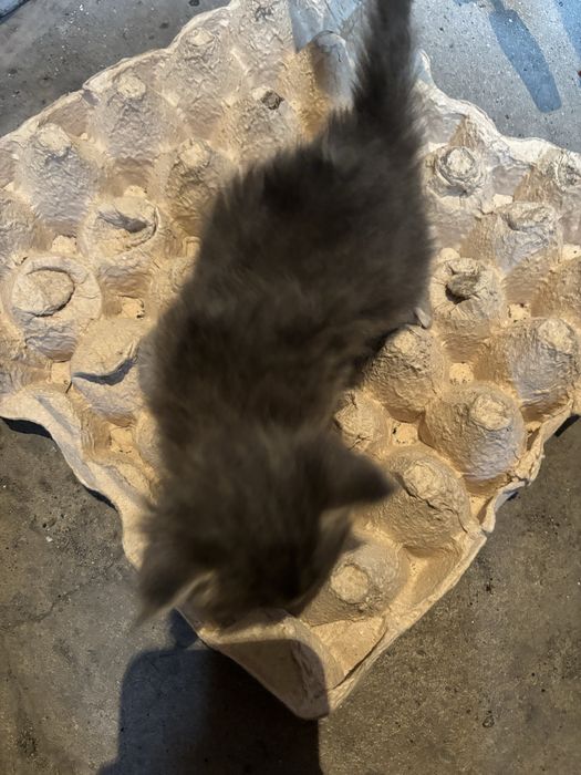 Отдам в хороие руки котят