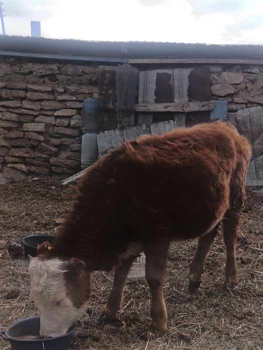 1 жасар ұрғашы тайыншалар сатылады тұрған жері шымқора