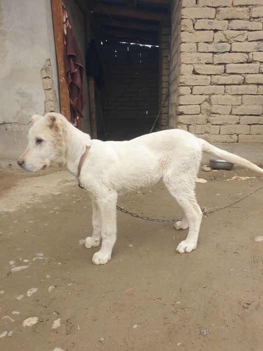 Kuchuk bolasi  sotiladi  2 oylik