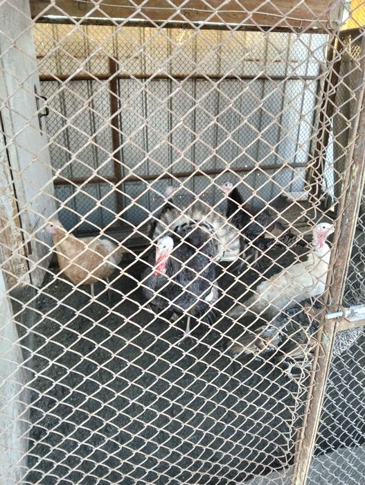 Продам индюков ..