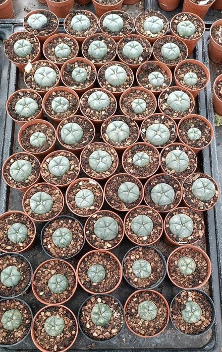 Пейот (Lophophora williamsii)