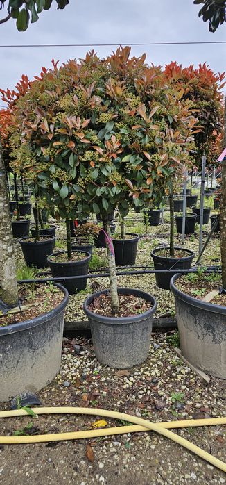 Photinia red robin tufa sau pe tija