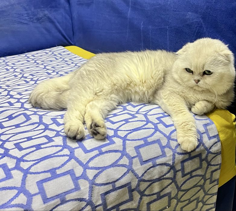 Вязка! Шиншилла Серебро , Фолд!