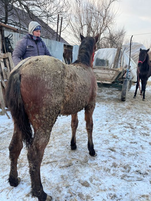 Mânză în vârstă de 4 luni