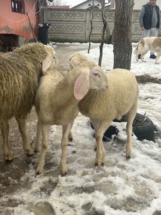 De vanzare berbecuti bergamasca