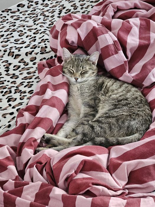 Adoptie montan castrat