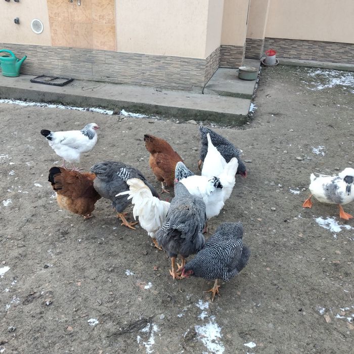 Schimb sau vînd găini rasa Sussex și New Hampshire