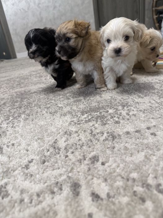 Bishon- cautam casute