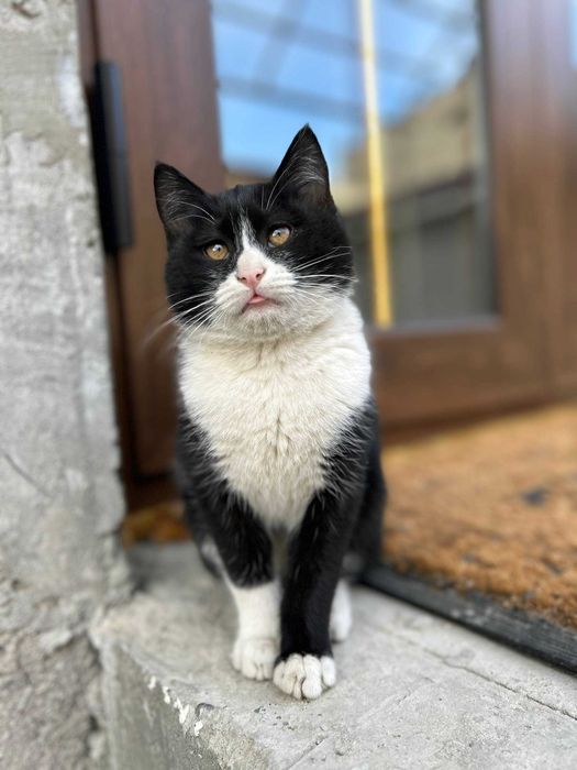 Отдам котенка в хорошие руки бесплатно