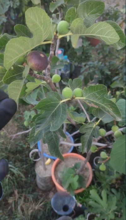 Smochin smochini galben verde diverse mărimi preț de la 15 lei