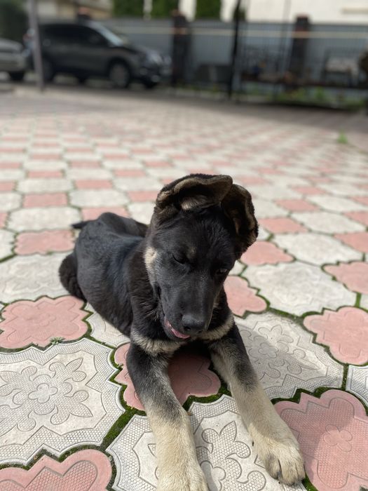 Продам щенка ВЕО (девочка) 4 месяца.