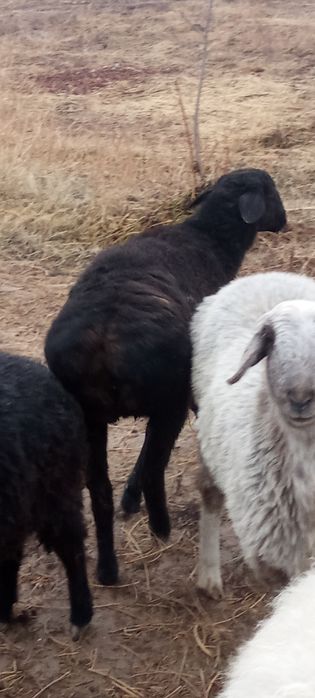 Урғашы тоқтылар сатылады