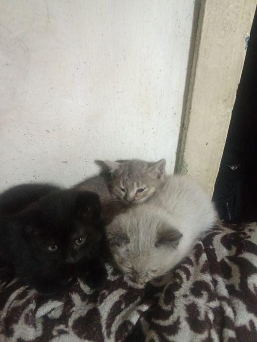 Отдам бесплатно котят
