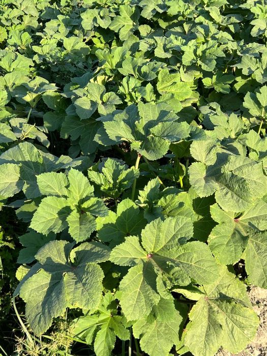 Bamiya urugʻlari MChJ dan 1-qoʻl