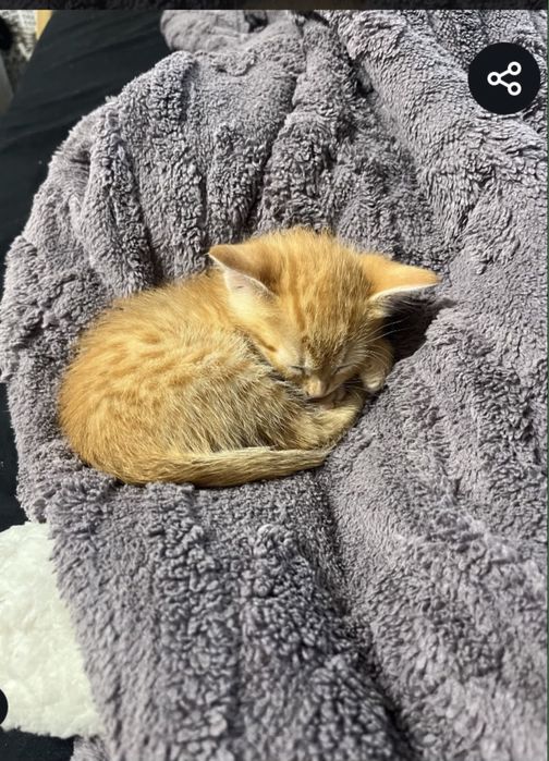Срочно котенок ласковый
