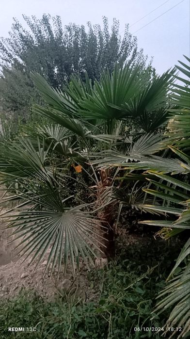 Palma Tirakorpis