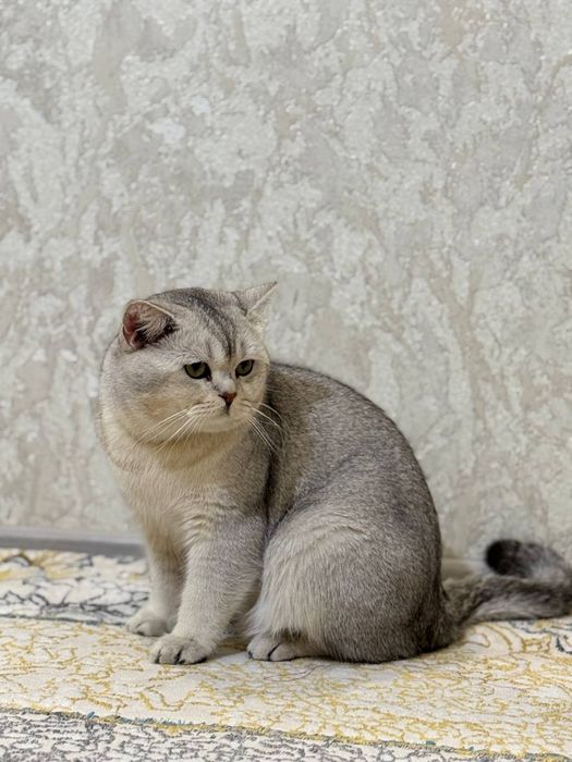 Шотландский Скоттиш страйт