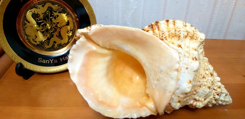 Морская раковина.