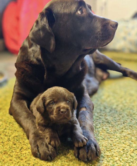 Щенки лабрадора шоколад