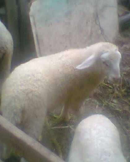 Berbecuți assaf și friza