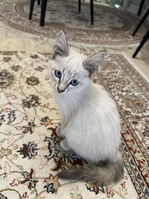 Котята 3 мес девочки