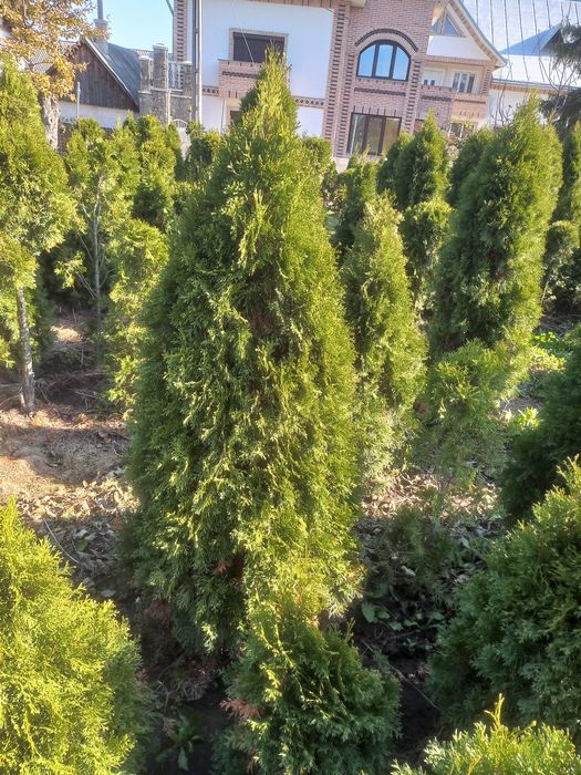 Tuia smaragd de vânzare