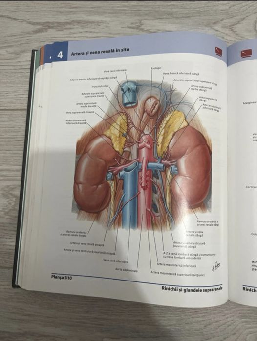 Netter. Atlas de anatomie a omului editia 5