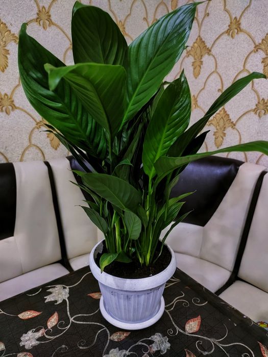 Растения. Есть доставка