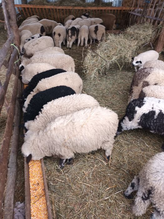 Vând oi cu miei și de a fata