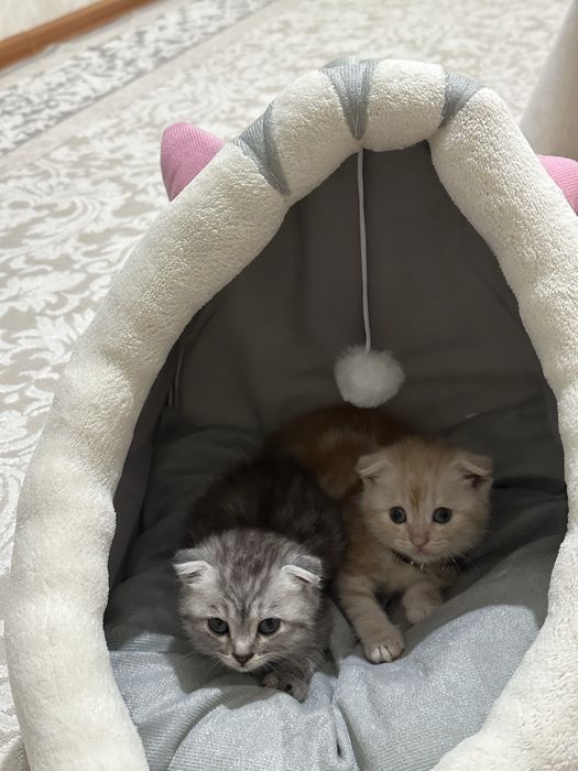 Продаются вислоухие котята