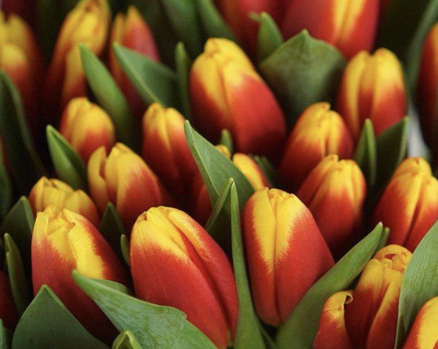 Оптом Голландские тюльпаны с теплицы