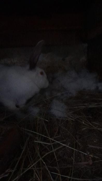 De vânzare iepurita rasa hicole francez cu  11 puisori foarte frumoși