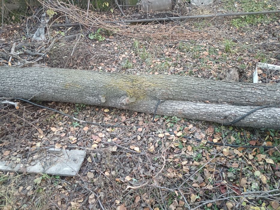Продам спил дерева